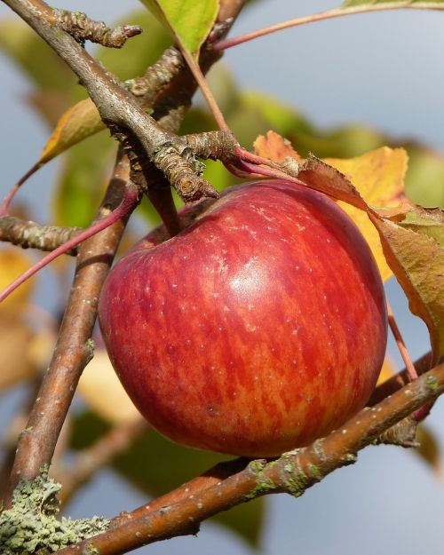 apple harvest autumn