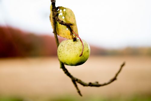 apple autumn field