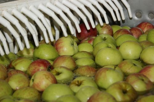 apple fruit fruits