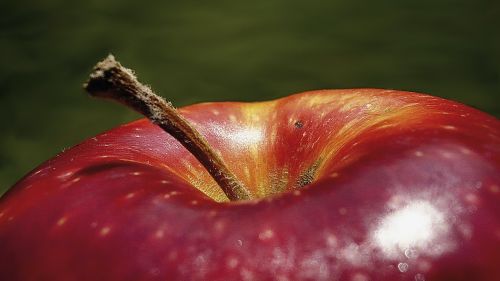 apple fruit fruits