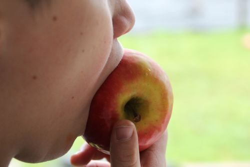 apple bite feed