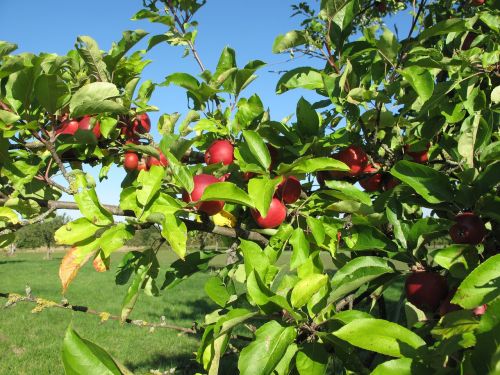 apple september blue sky