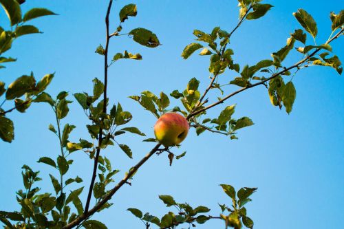 apple tree sky