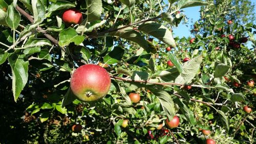 apple leaf fruit