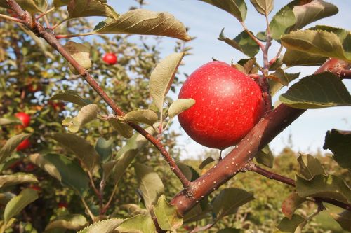 apple orchard vermont food