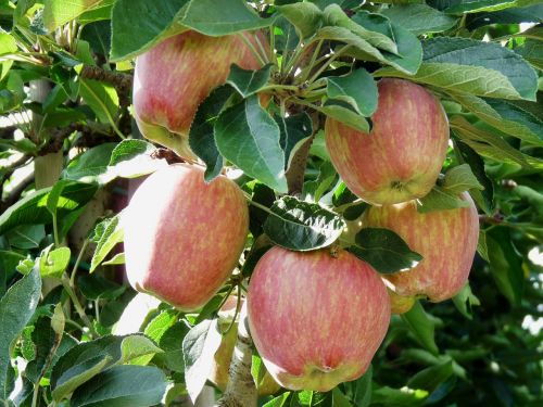 apple apple tree fruit