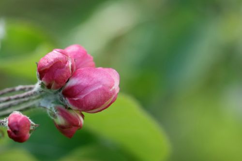 apple bud spring