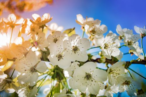 apple blossom colorful