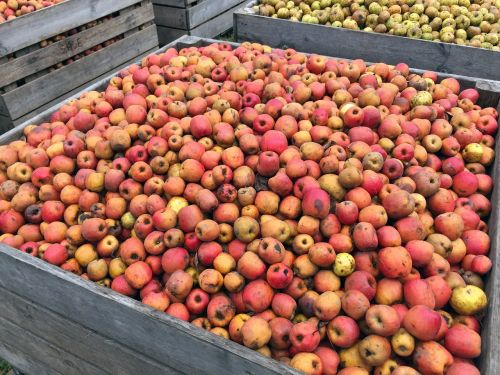 apple red apples harvest