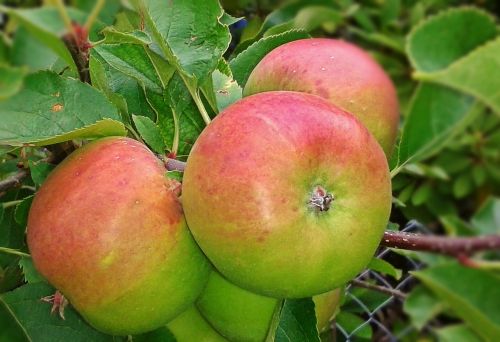 apple fruit food