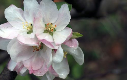 apple blossom life