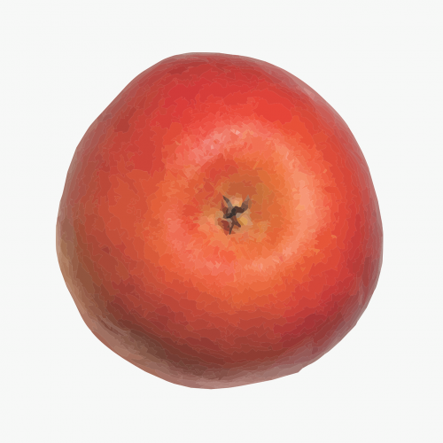 apple fruit model