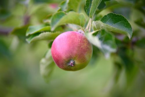 apple sad garden