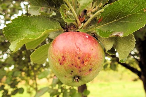 apple apple tree fruit