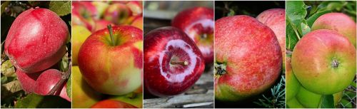 apple fruits apples