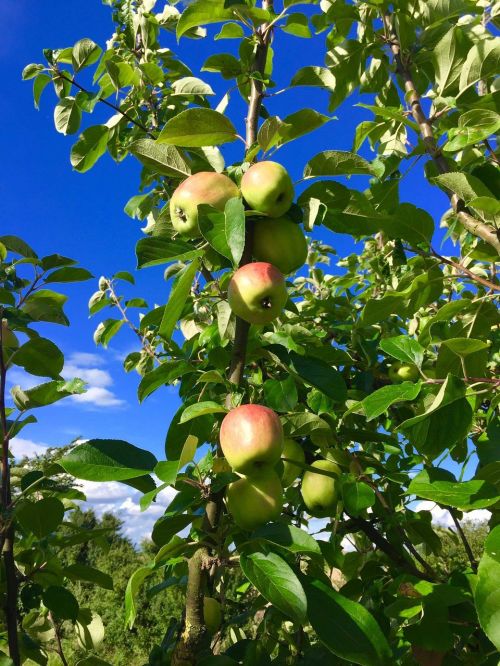 apple apple tree nature