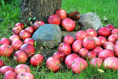 apple apples fruit