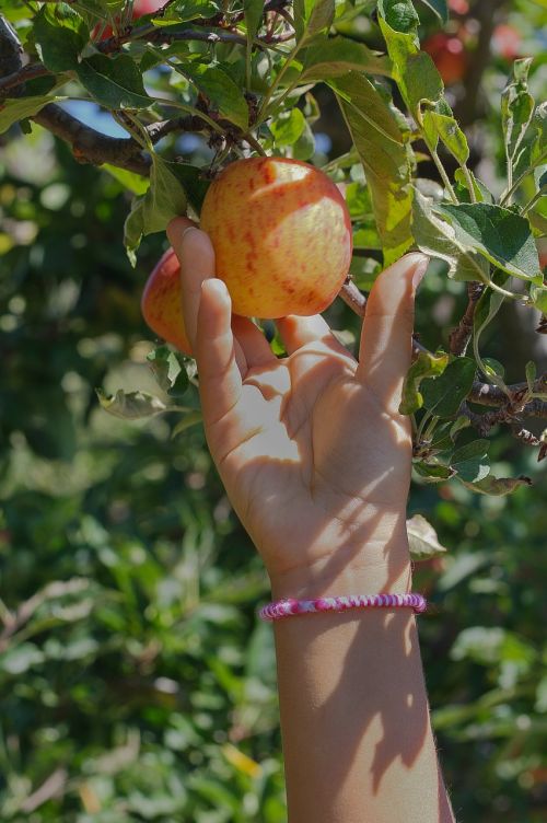 apple picking fruit