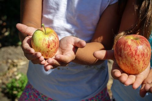 apple picking children
