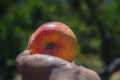 apple gala fruit