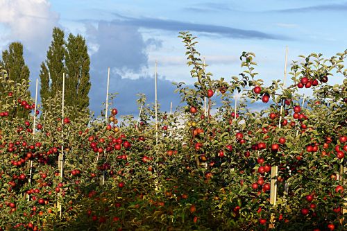 apple fruit apple orchard