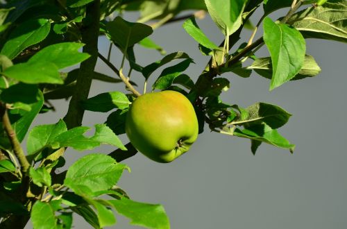 apple apple tree green apple