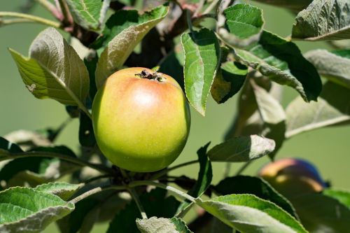 apple bio bio apple