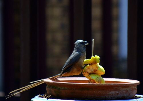 bird sparrow apple