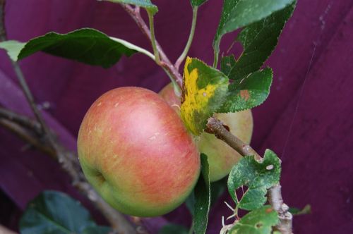 apple fruit apple tree