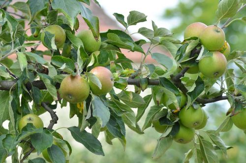 apple apple tree branch