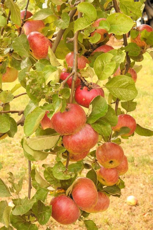 apple apple tree branch