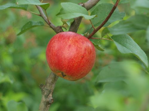 apple apple on the branch apple tree