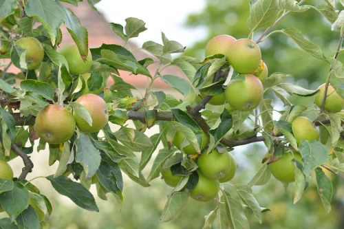 apple apple tree branch