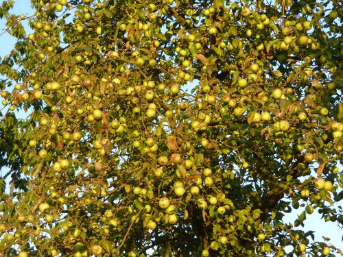 apple apple tree branches