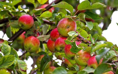 apple apple tree harvest