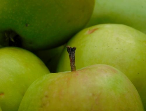 apple obstfall fruit
