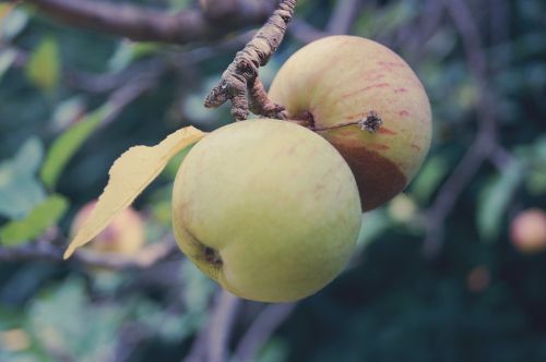 apple fruit fruits