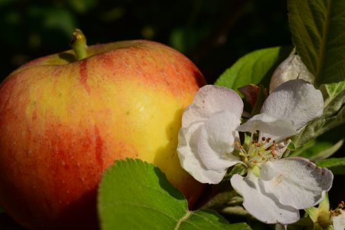 apple apple blossom apple tree