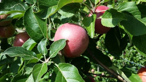 apple tree autumn