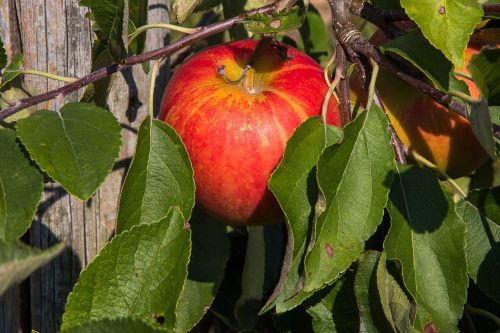 apple apple tree fruit