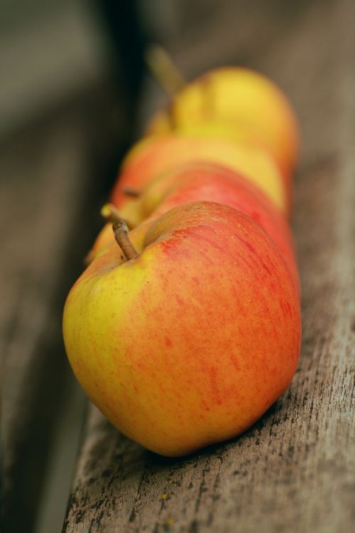 apple goldparmäne fruit