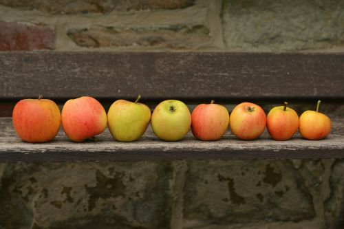 apple goldparmäne fruit