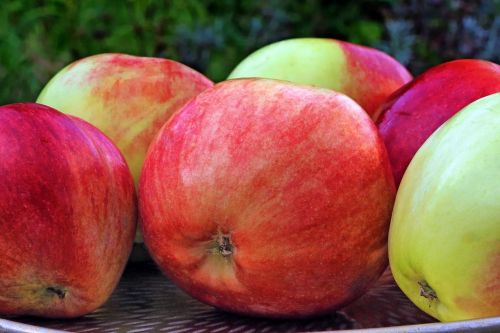 apple grave steiner pome fruit