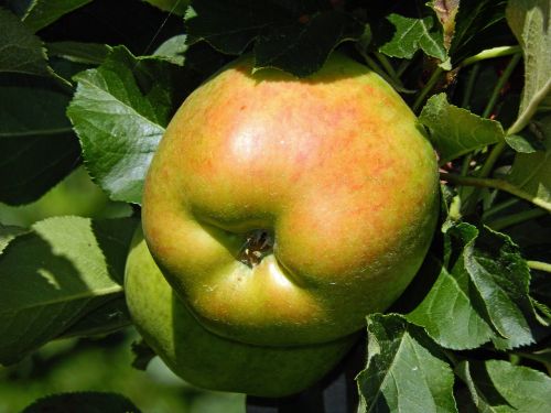 apple fruit healthy