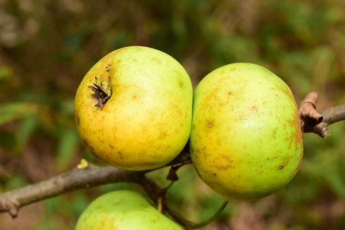 apple tree fruit