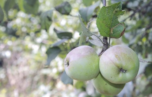 apple nature fruit