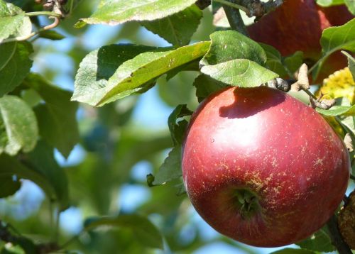 apple red thanksgiving