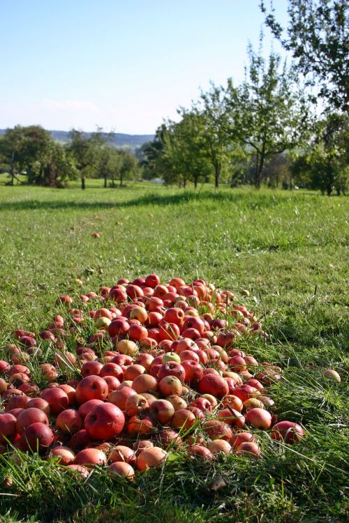 apple orchard windfall