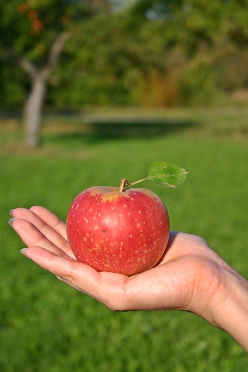 apple fruit ripe