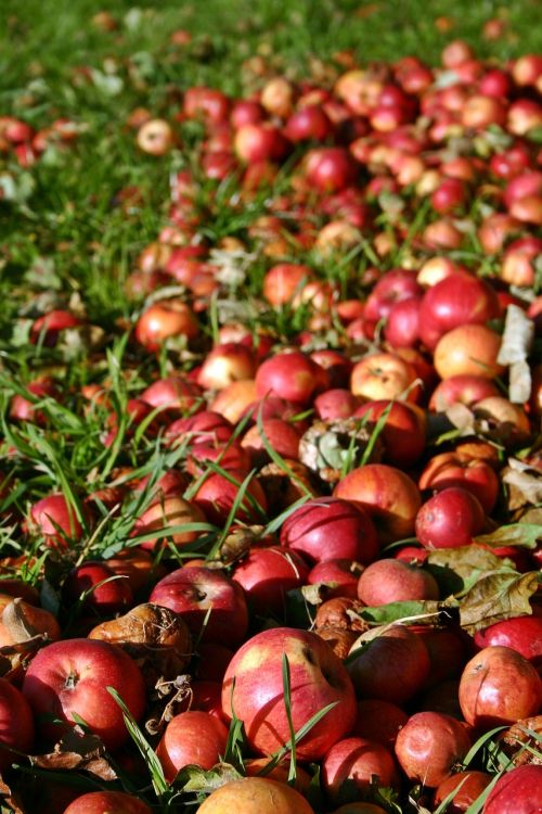 apple red windfall